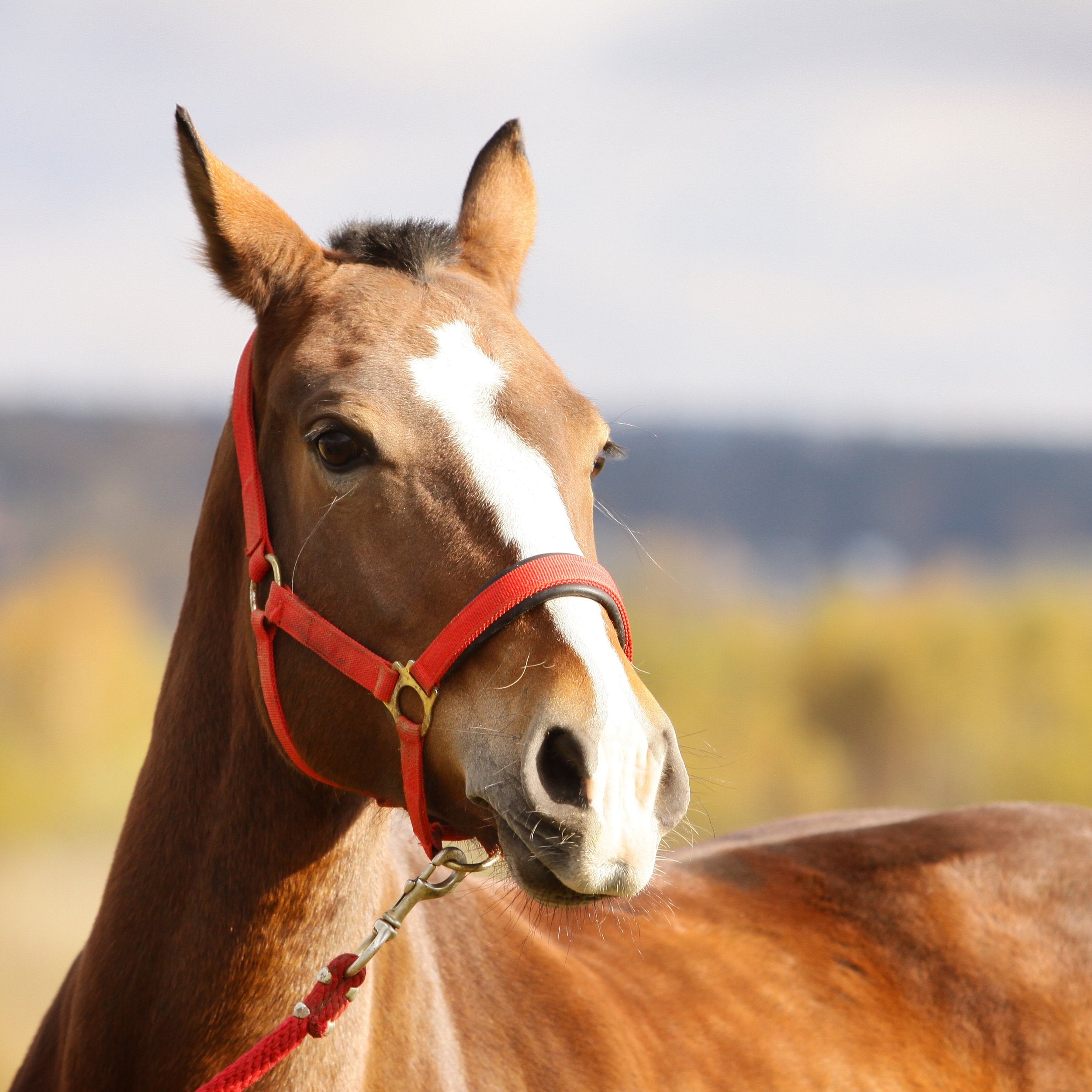 Halters