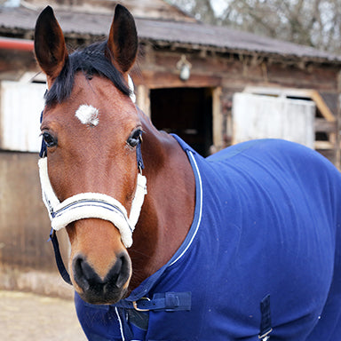 Horse Blankets