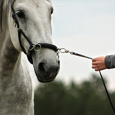 Lead Rope Shiny with Snap Hook - Headcollars & Lead Ropes - Kramer  Equestrian