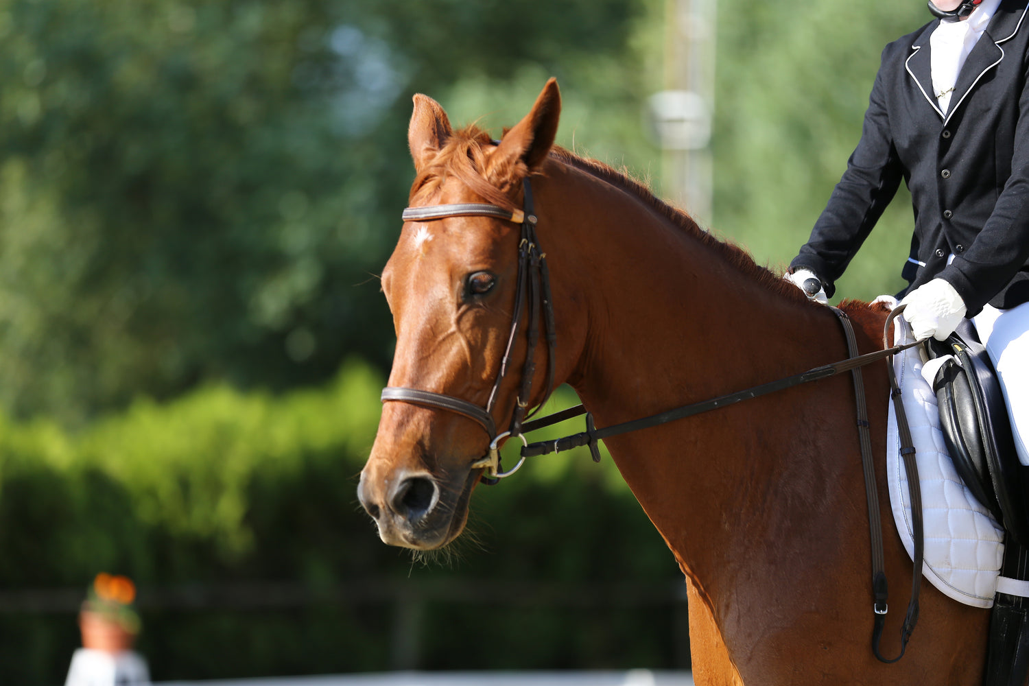 Your Love For Horse Riding Shouldn’t Put A Hole In Your Pocket